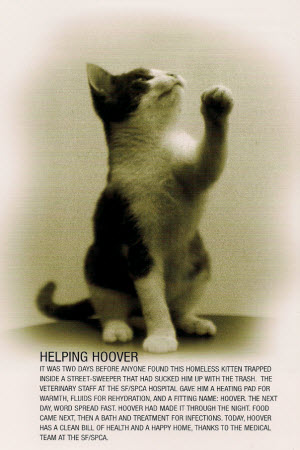 Hoover the rescued cat. San Francisco SPCA.